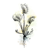 Venus flytrap