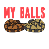 Ball python snake