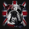 Funny English Bulldog