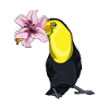 Toucan Lily Flowers