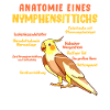 Anatomie eines Nymphensittichs Vogelfreund