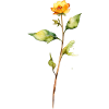 Yellow-Flower Wasserfarben