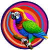 beautiful bright parrot |
