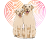 Labrador