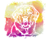 Labrador