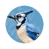 Blue jay bird