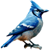 Blue jay bird