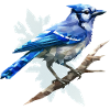 Blue jay bird
