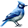 Blue jay bird