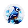 Blue jay bird