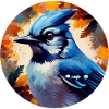 Blue jay bird