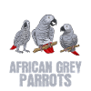 Graupapagei African Grey Parrot Papagei