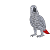 Graupapagei African Grey Parrot Papagei