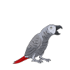 Graupapagei African Grey Parrot Papagei