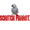 Graupapagei African Grey Parrot Papagei