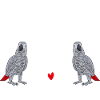 Graupapagei African Grey Parrot Papagei