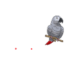 Graupapagei African Grey Parrot Papagei