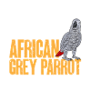 Graupapagei African Grey Parrot Papagei