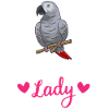 Graupapagei African Grey Parrot Papagei