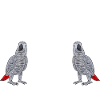 Graupapagei African Grey Parrot Papagei