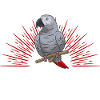 Graupapagei African Grey Parrot Papagei