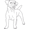 Jack Russell Terrier