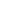 Jack Russell Terrier
