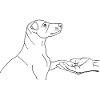 Jack Russell Terrier mit Hand
