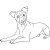 Jack Russell Terrier