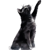 Rêves de chat noir
