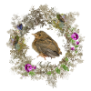 Rotkehlchen mit zarten Blüten und Bläulingen