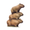 Capybara ride on top of each other