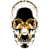 skull