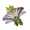 Segelfalter - Schmetterling