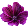 Mallow violet flower