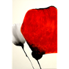 Mohnblume