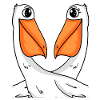 two pelicans