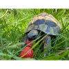 Schildkröte & Erdbeeren