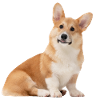 Niedlicher Corgi-Hund