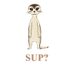 Suricate - Quoi de neuf?