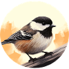 Chickadee bird