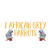 Graupapagei Perroquet gris d’Afrique Papagei
