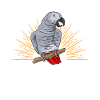 Graupapagei African Grey Parrot Papagei