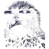 Cool Crow Sunglasses
