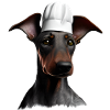 Dobermann Gastronom Köche Hund Dobermannwelpe