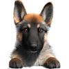 Dog Owner German Shepherd Puppy