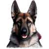 German Shepherd Puppy Dog Owner