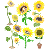 Sunflower Gardener Flowers Gift Botany
