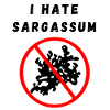 I hate sargassum
