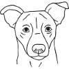 Jack Russell Terrier